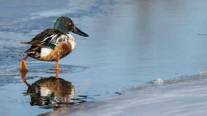 Northern shoveler walking on a frozen lake in winter.