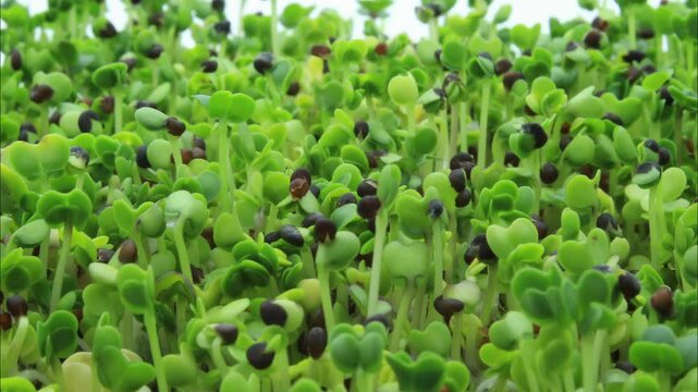 Close up and super time lapse of Mizuna, Pak Choi, Tender Green, Daikon and Michihili Cabbage sprouts in soilless conditions after soaking seeds under controlled lighting conditions