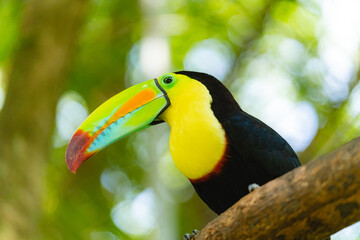 Keel-billed toucan perched on a tree branch in tropical forest