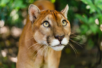 Close-up portrait of a puma with intense gaze in a natural habitat