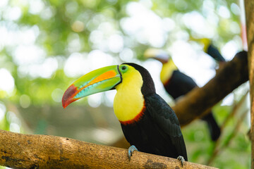 Photo of a group of toucans in their habitat