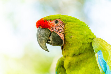 Close-up portrait of a military macaw with vibrant green plumage