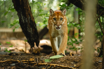 Puma walking through dense forest with piercing gaze and strong posture