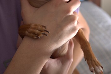 Children Bonding with Animals Outdoors