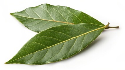 Obraz premium Two Bay Leaves on White Background