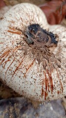 Closed up mushroom on the hill in the jungle