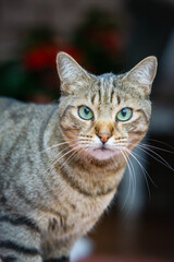 portrait of a cat with a eyes