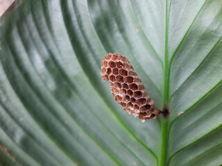 Close Up of a Small Wasp Nest on a Leaf