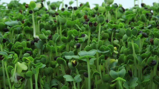 Close up and time lapse of Asian Microgreens Sprouts growing in soilless conditions after soaking seeds under controlled lighting conditions. Mizuna, Pak Choi, Tender Green, Daikon and CAbbage