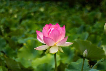 Pink Lotus in Bloom