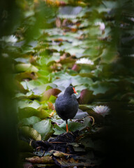 Australian Coot amongst water lilies