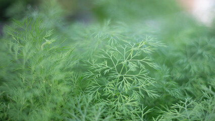 Close up of fresh green dill leaves, shallow depth of field