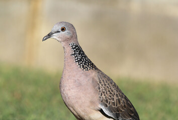 Close-up portrait of a spotted dove bird