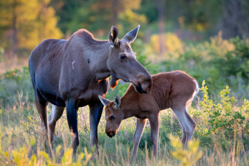 Naklejka premium A moose cow and her calf in a forest clearing.