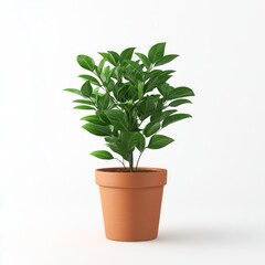 Obraz premium Green potted plant on white background