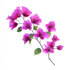 Vibrant pink bougainvillea blossoms in full bloom.