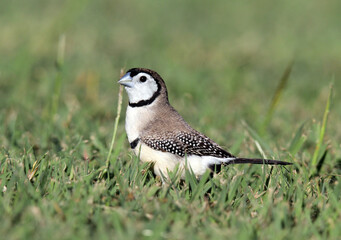 Double-barred finch bird standing on the grass