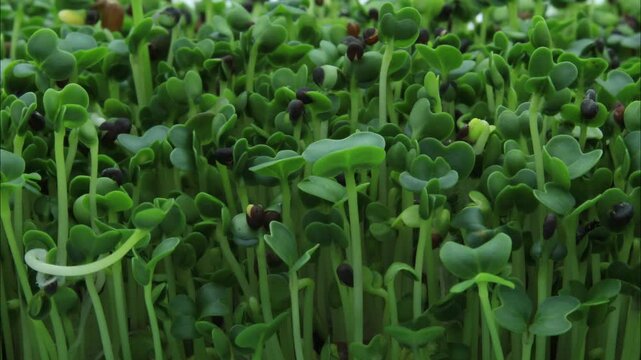 Close up and super time lapse of Asian Microgreens Sprouts growing in soilless conditions after soaking seeds under controlled lighting conditions. Mizuna, Pak Choi, Tender Green, Daikon and CAbbage