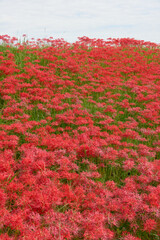 一面に広がる彼岸花の赤いじゅうたん