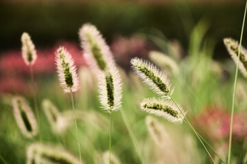 黄金色に輝く猫じゃらし