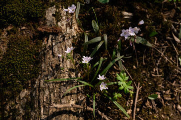 Spring beauty pink and white wildflowers reaching up