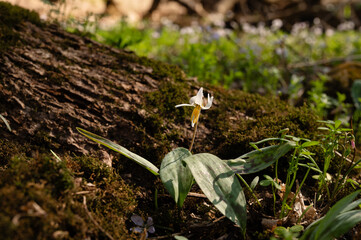 Spring trout lily wildflower blooming on green forest floor