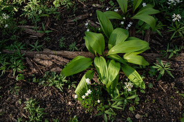 Overhead view of green and brown spring forest wildflowers in Elburn, Illinois