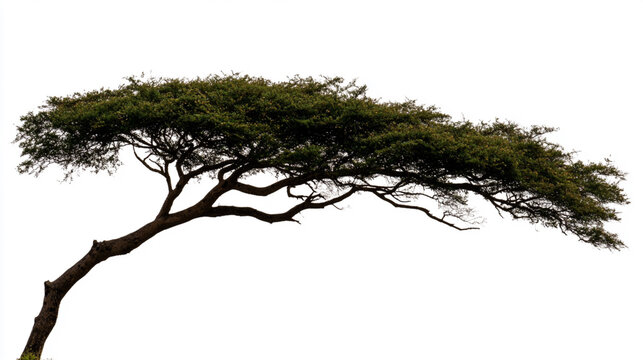 A lush tree on a stark white background --ar 16:9 --profile hbziz54 --stylize 750 --v 6.1 Job ID: 6811ca67-d165-48eb-ad89-9ddf2b3cde92