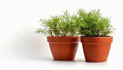 Fototapeta premium Brown earthen flower pot with green plant isolated on white