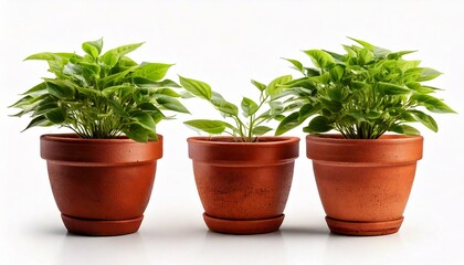 Fototapeta premium Brown earthen flower pot with green plant isolated on white