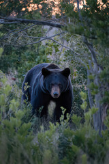 Fototapeta premium Black bear emerging from the twilight woods.