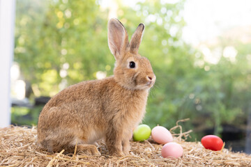 Lovely bunny easter fluffy rabbit eating green grass, carrot with a basket full of colorful easter eggs on green garden nature with flowers background on warmimg day. Symbol of easter day festival.