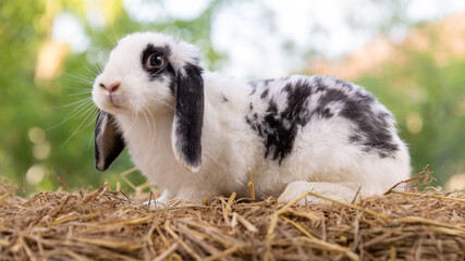 Lovely bunny easter fluffy rabbit eating green grass, carrot with a basket full of colorful easter eggs on green garden nature with flowers background on warmimg day. Symbol of easter day festival.