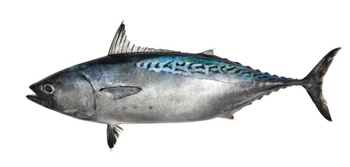 Tuna, little tunny (Euthynnus alletteratus) isolated on white, clipping path