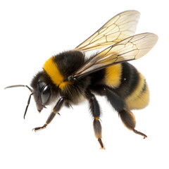 Bumblebee AI Generated Image