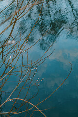 Thin willow branches with soft white buds extending over a reflective blue water surface. Gentle ripples and sky reflections on the water.
