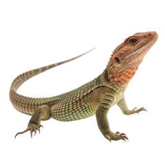 Obraz premium Caiman Lizard AI Generated Image