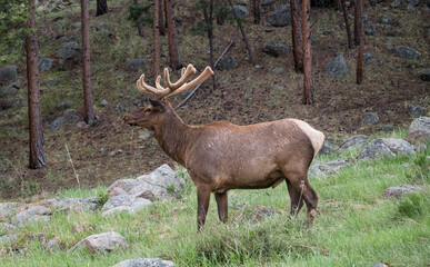 Elk contemplation