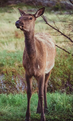Deer standing attentively