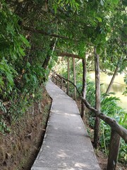 Obraz premium path in the woods costa rica 