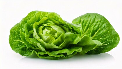 Fototapeta premium Green butterhead lettuce isolated on white background