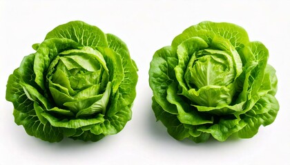 Fototapeta premium Green butterhead lettuce isolated on white background