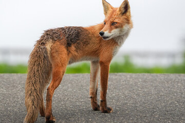 キヤンプ場の駐車場で見つけたキツネ。空は曇り空でグレー色、足元はアスファルトでグレー、キツネは中央で頭は右上で後ろを振り返って警戒して居る様な横構図です。
