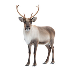 Fototapeta premium Caribou AI Generated Image