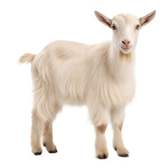 Naklejka premium Cashmere Goat AI Generated Image