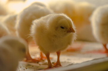 Pollitos amarillos en granja 