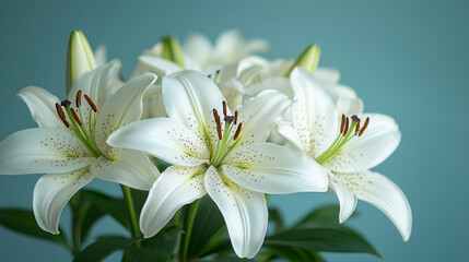 A bouquet of white lilies against a light background with space for text, minimalistic, bright tone, modern blurred backdrop, and empty caption space on the side

