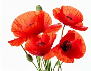  Firefly Poppy flowers isolated on white background 