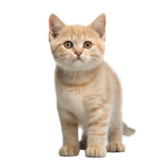 Cat AI Generated Image