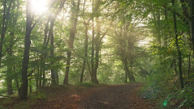Following a trail filled with sunlight filtering through a misty foggy forest in the summer, Germany